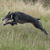 :iconloopy-lurcher: