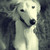 :iconloopysaluki1111: