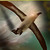 :iconlordeiden: