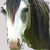 :iconlordofveggie1: