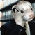 :iconlordpetrol: