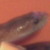 :iconlordschettig: