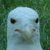 lordthunderpaw :iconlordthunderpaw: