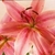 :iconlorelai-rn: