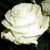 :iconlorelai3: