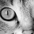 :iconlorenzmn: