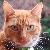 :iconlork-andnotmuchelse: