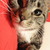 :iconlost-lichen: