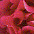 :iconlostamongroses: