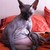 :iconlostdreamerdreaming: