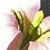 :iconlosthappenings: