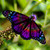 :iconlostpaparazzi: