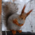:iconlostsquirrel: