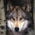 :iconlotdog: