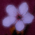 :iconlotharingia: