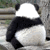 :iconlotharzhou: