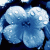:iconlotris: