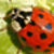 :iconLottex: