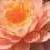 :iconlotus-blossom001: