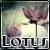 :iconlotus-lullaby: