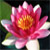 :iconlotus-root: