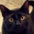 :iconlotus-sakura: