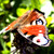 :iconlotusaqua: