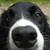 :iconlotusblossoms: