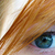 LotusTenshi :iconlotustenshi:
