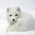 :iconlouise-evangeline: