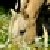 :iconlouna-chan:
