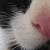 :iconlouni: