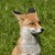 :iconloupistrellia: