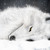 :iconlouster: