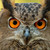 :iconloutiger:
