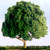 :iconlovableoak: