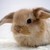:iconlove-bunnys: