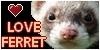 :iconlove-ferret: