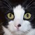 :iconlove-me-adopts:
