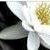 :iconlove-that-lychee: