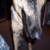 :iconlove-those-pups: