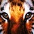 :iconlove-tigers-cool: