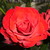 :iconlove1is1the1way: