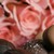 :iconlove4chocolate: