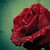 :iconlove8song:
