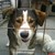 :iconloveanimalsromania: