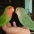 :iconlovebd45: