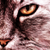 :iconlovecats:
