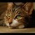 :iconlovecats1999: