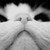 :iconlovecats98: